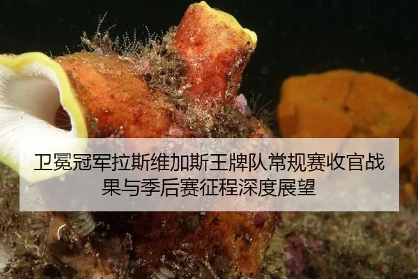 wei-mian-guan-jun-la-si-wei-jia-si-wang-pai-dui-chang-gui-sai-shou-guan-zhan-guo-yu-ji-hou-sai-zheng-cheng-shen-du-zhan-2-506.jpg